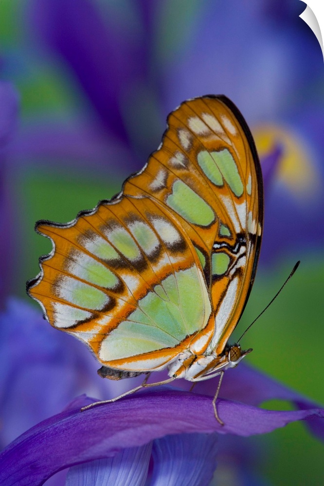 This butterfly is found from Brazil north through Central America, the West Indies, to southern Florida and South Texas.