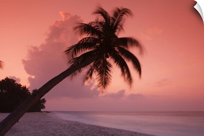 Maldives, Filitheyo island, palm on the beach at sunset.