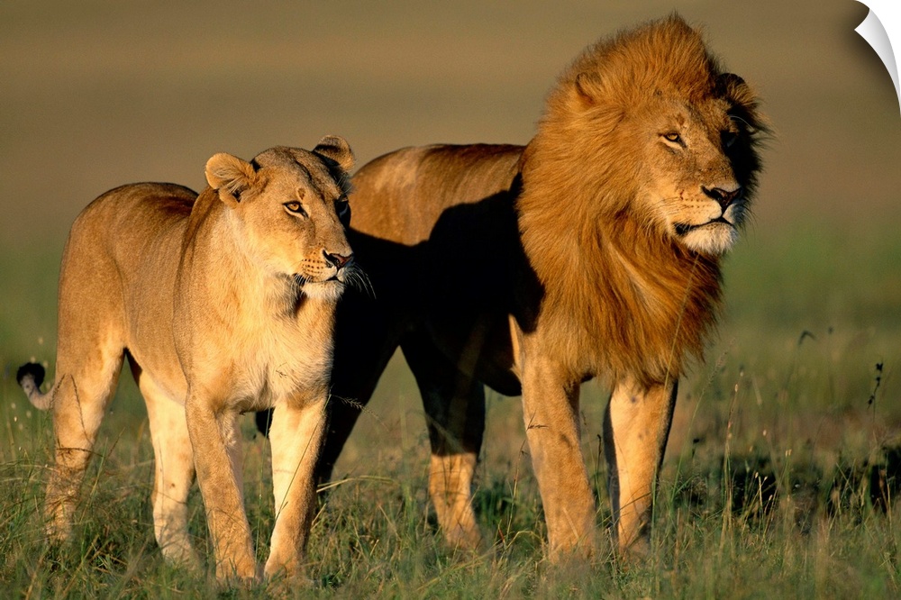 A male and female lion share an early morning walk in the savanna of the Masai Mara National Reserve during mating season....