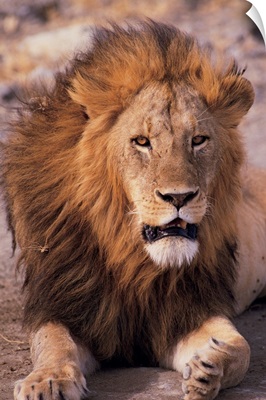 Male lion in Ngorongoro Crater , Tanzania