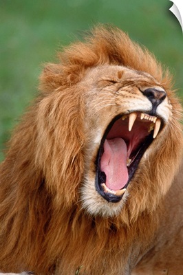 Male Lion Tearing His Mouth Open