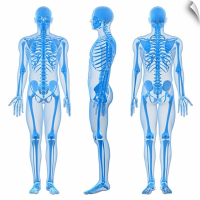 Male skeleton, computer artwork.