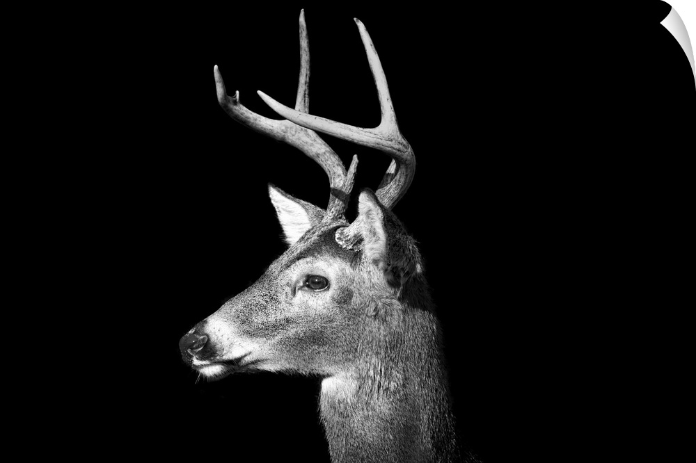 Male White Tailed Deer, or Buck, with antlers in black and white on an all black background.