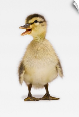 Mallard duckling (Anas platyrhynchos)