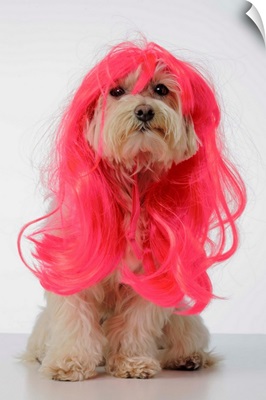Maltese Poodle Dog wearing pink glamour wig