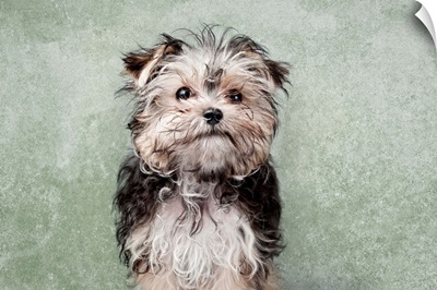 Maltese yorkshire terrier mix on green textured background.