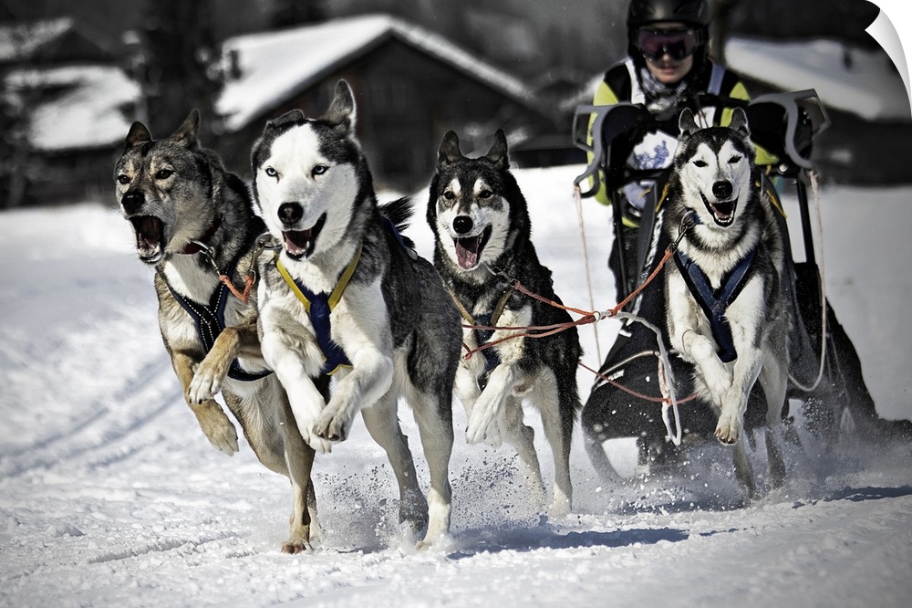 Man with group of dogs mushing in snow, Switzerland.