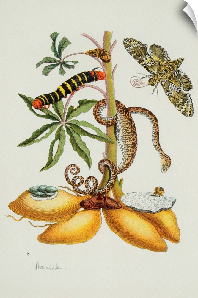 Moth, snakes and caterpillars surround a tropical manioc or cassava plant in a an illsutration from Das Kleine Buch der Tr...