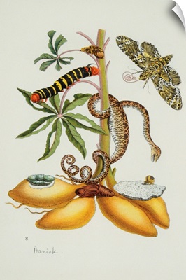 Maniok Illustration From The Little Book Of Wonders Of The Tropics