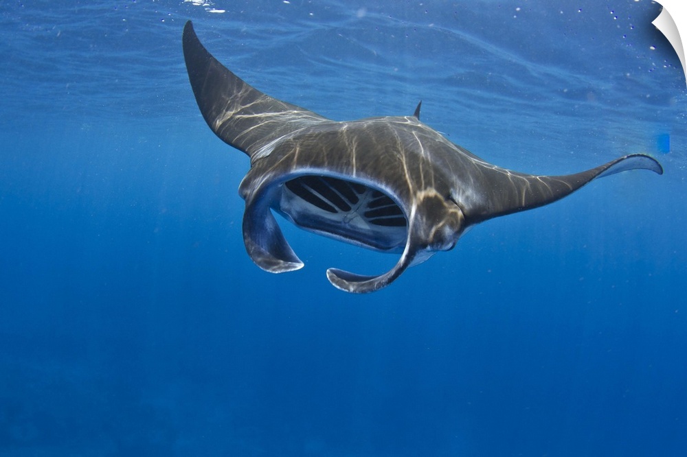 manta ray, mouth open wide, feeding on plankton during the day off the Kona coast, Big Island Hawaii, Manta birostris