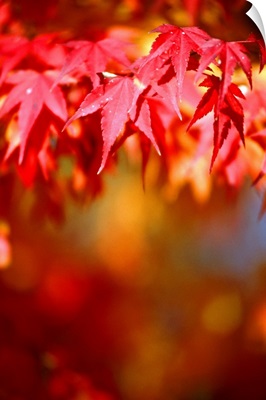 Maple leaf in autumn (differential focus)