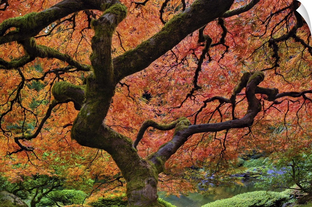 Japanese lace leaf maple tree fall colors at Portland Japanese Garden in Autumn in Portland Oregon.