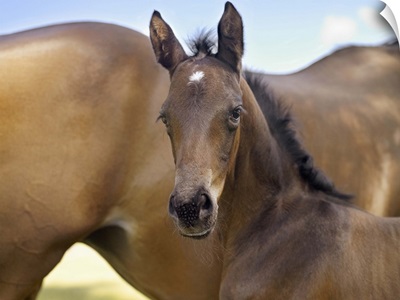 Mare and new born foal