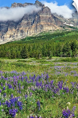 Meadows of many glacier section of Glacier National Park are in full bloom with lupines.