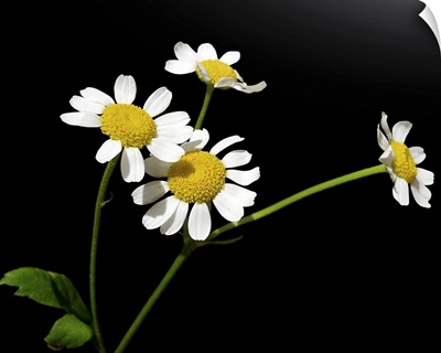 Medical plant Chamomile with four small blossoms, on black background.