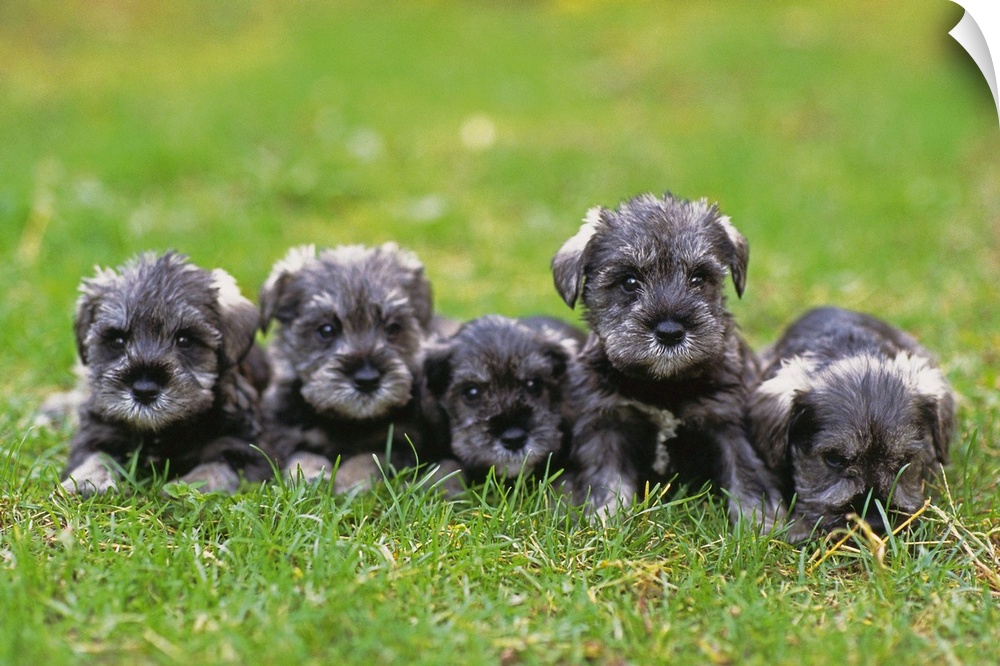 Miniature Schnauzer; is a breed of small dog of the Schnauzer type that originated in Germany in the mid to late 19th cent...
