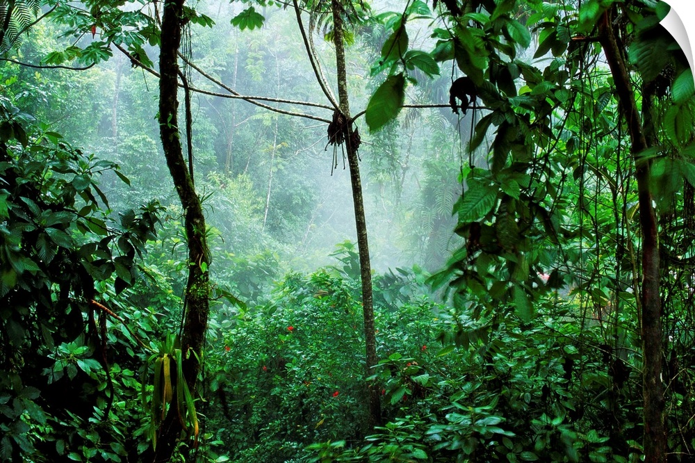 Mist rises in the rainforest near the Rio Tabacon, a thermal river which winds along the base Costa Rica's Volcan Arenal. ...