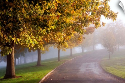 Misty Autumn Trees