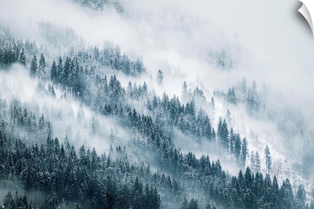 Thick fog over a pine forest during winter.