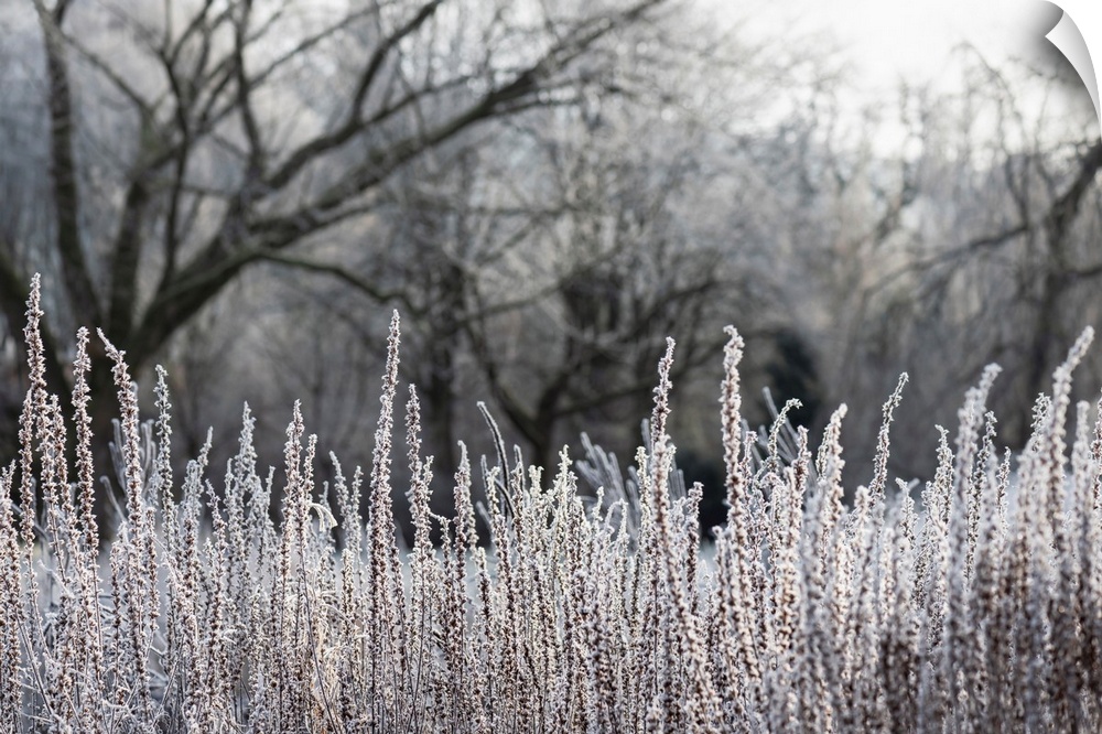 Beautiful winter landscape with misty sunrise. Trees and grass are covered with hoarfrost in the foggy morning.