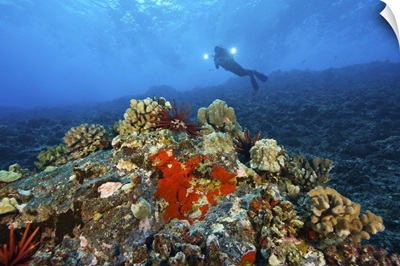Molokini crater Maui Hawaii USA a single scuba diver