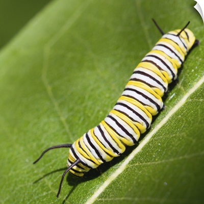 Monarch butterfly caterpillar on a common milkweed leaf.