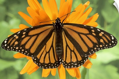 Monarch butterfly (Danaus plexippus) on pot marigold (Calendula officinalis).