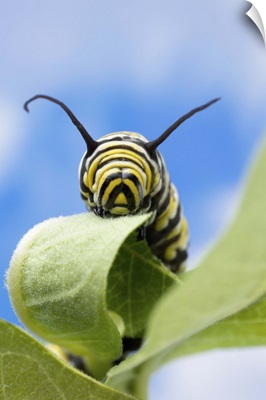 Monarch caterpillar, Nebraska, USA