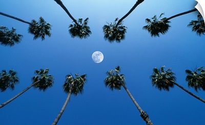 Moon between rows of palm trees, Hollywood, Los Angeles, California, USA