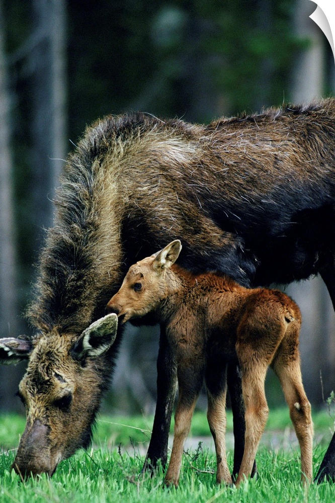 Moose and calf ,Yellowstone National Park ,Wyoming