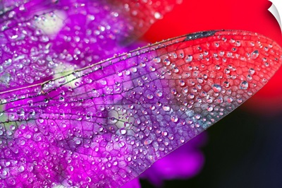 Morning Dew On A Dragonfly Wing