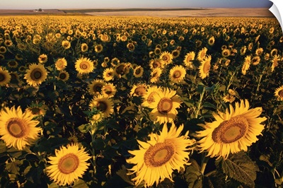 Morning Light On A Sunflower Field