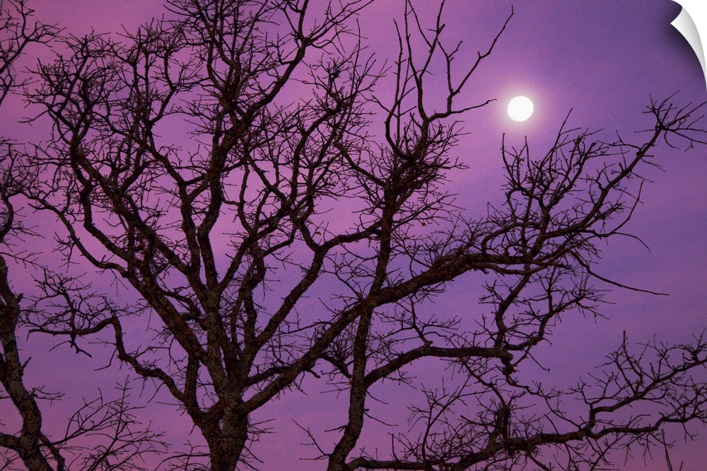 Morning moon over silhouette of bare tree on Christmas morning against purple colored sky near Dallas, Texas.