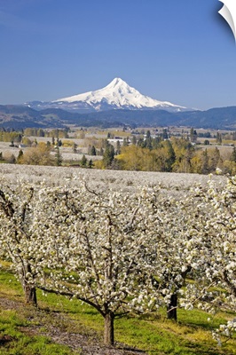 Mount Hood in the background of an apple orchard, Oregon
