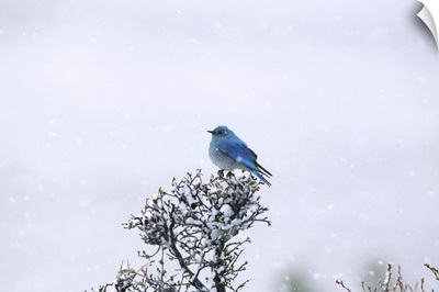 Mountain Bluebird on tree in snow.