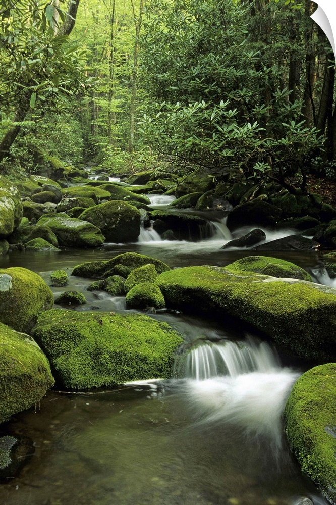 Mountain stream. Great Smoky Mountains National Park. Moss covered boulders and rhododendron. Near the Roaring Fork Motor ...
