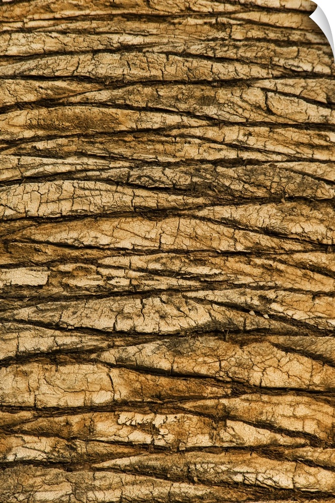 Natural Pattern of Trunk of Palm