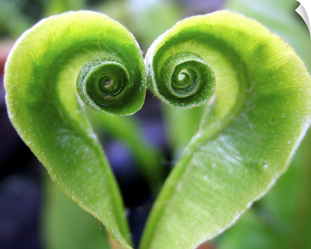 Green fern plant heart shaped naturally