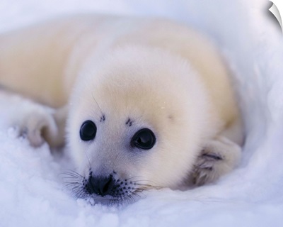 Newborn Harp Seal