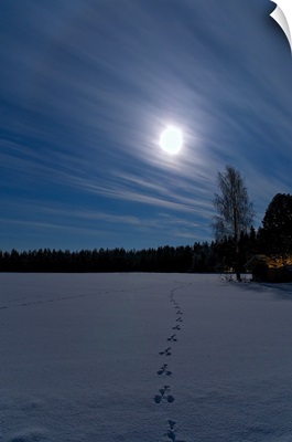 Night with full moon and rabbit tracks.