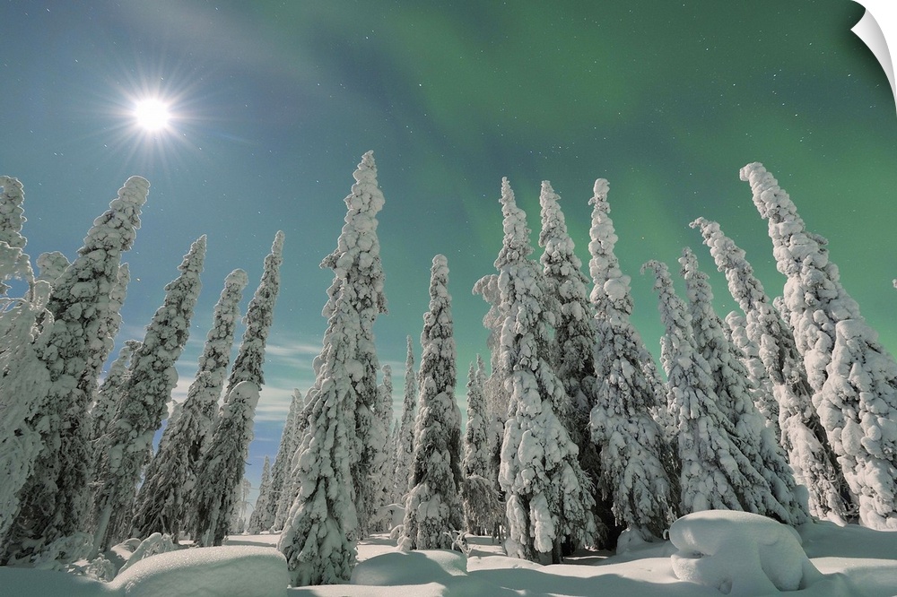 Northern lights and full moon, Aurora Borealis, Winter, Nissi, Kuusamo, Nordoesterbotten, Suomi, Finland
