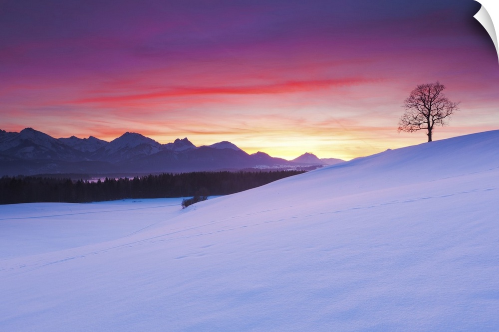 Oak tree and snow-covered landscape under dramatic sunset in the Allgu Alps, Bavaria, Germany.