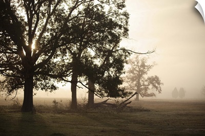 Oak trees, Texas