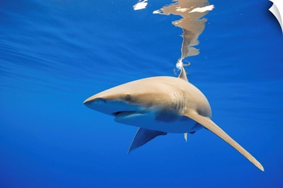 Oceanic Whitetip Shark, Hawaii