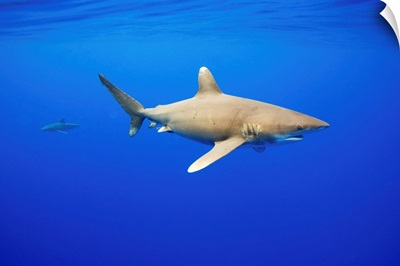 Oceanic Whitetip Sharks In Hawaii