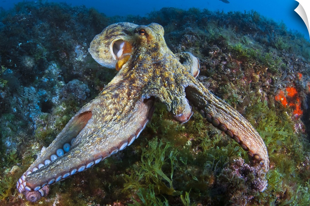 Octopus moving over rocks showing missing tentacles due to predators.