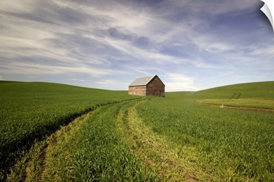 Old Barn In Wheat Field