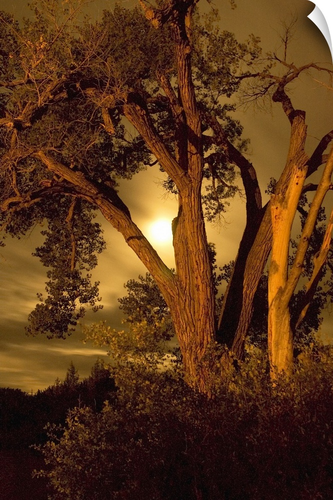 Old tree at evening