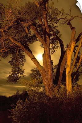 Old tree at evening