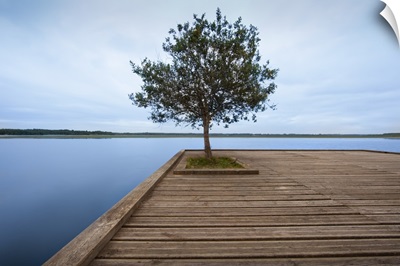 Old wooden jetty with tree on end.